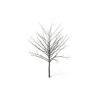 Bare Winter Tree PNG & PSD Images