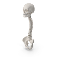 Bone Skull and Cervical Spine Fixation PNG & PSD Images