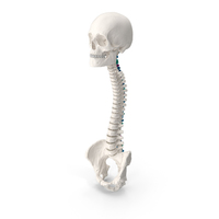 Bone Skull and Cervical Spine Fixation Colored PNG & PSD Images