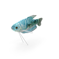 Marbled Gourami Fish PNG & PSD Images