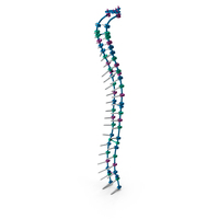 Spine Fixation System Colored PNG & PSD Images