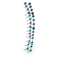 Thoracic Spine Fixation System Colored PNG & PSD Images