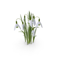 Snowdrop PNG & PSD Images