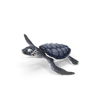 Baby Black Sea Turtle Runs to the Sea PNG & PSD Images