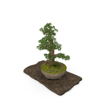 Bonsai PNG & PSD Images