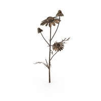 Bronze Chamomile PNG & PSD Images