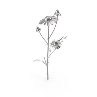 Silver Chamomile PNG & PSD Images