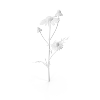 Monochrome Chamomile PNG & PSD Images
