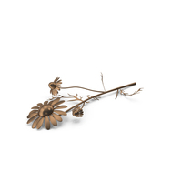 Bronze Chamomile PNG & PSD Images