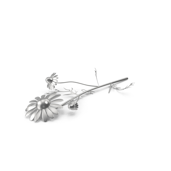 Silver Chamomile PNG & PSD Images