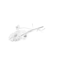 Monochrome Chamomile PNG & PSD Images