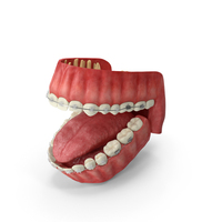 Human Mouth With Self Ligating Transparent Dental Braces V13 PNG & PSD Images