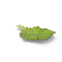 Lettuce Leaf PNG & PSD Images