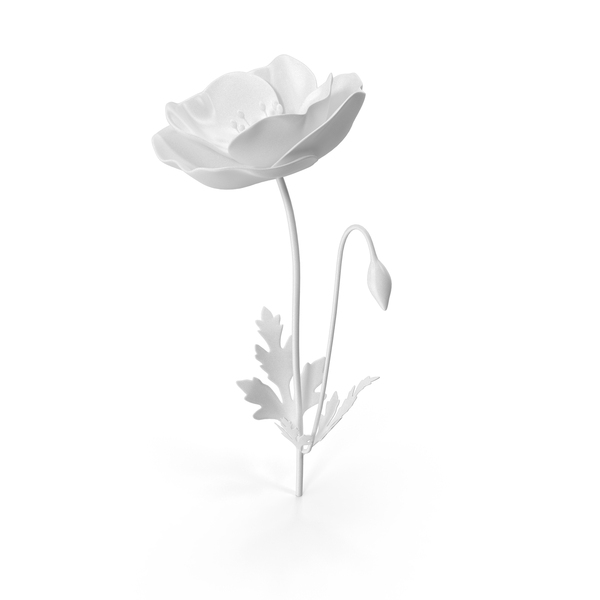 Monochrome Poppy PNG & PSD Images