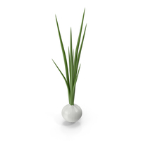 Cartoon White Onion PNG & PSD Images