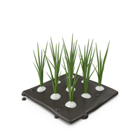 Stylized White Onion Plant PNG & PSD Images