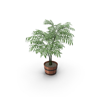 Houseplant PNG & PSD Images