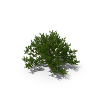 Realistic Oak Tree PNG & PSD Images