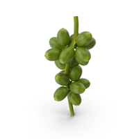 Bunch Of Fresh Green Coffee Beans PNG & PSD Images