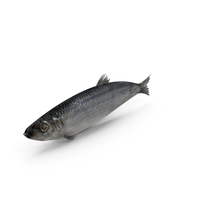 Realistic Atlantic Herring PNG & PSD Images