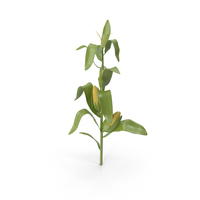Cartoon Corn PNG & PSD Images