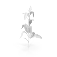 Monochrome Corn PNG & PSD Images