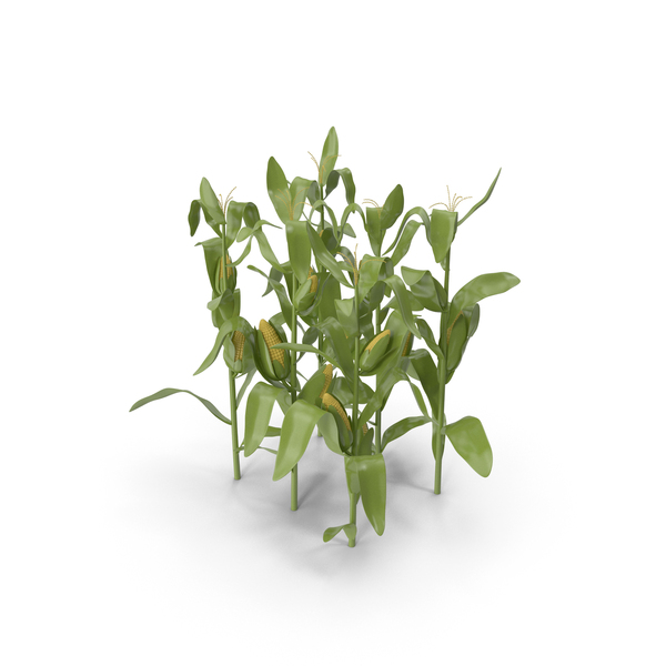 Cartoon Corn PNG & PSD Images