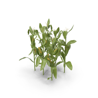 Cartoon Corn PNG & PSD Images