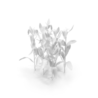 Monochrome Corn PNG & PSD Images