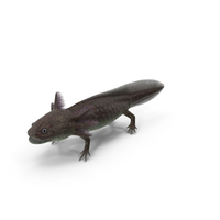 Brown Mexican Axolotl PNG & PSD Images
