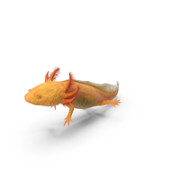 Gold Mexican Salamander PNG & PSD Images