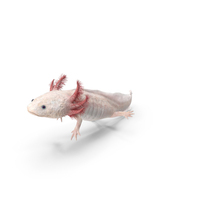 Pink Aquatic Salamander PNG & PSD Images