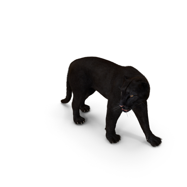 Black Panther Walking Pose Fur PNG & PSD Images