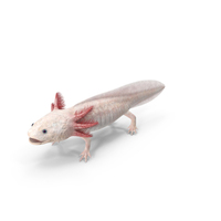 Albino Melanoid Axolotl PNG & PSD Images