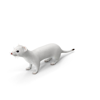 Ermine Winter Coat PNG & PSD Images