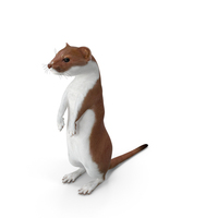 Beringian Stoat Brown Standing Pose PNG & PSD Images