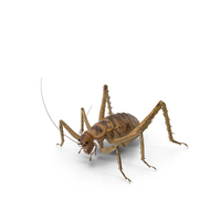 Weta Cricket PNG & PSD Images