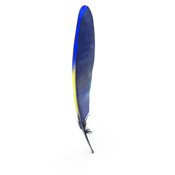 Amazon Parrot Feather PNG & PSD Images