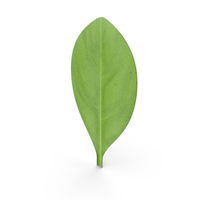 Leaf PNG & PSD Images