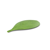 Leaf Lying PNG & PSD Images