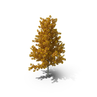 Autumn Yellow Poplar Tree PNG & PSD Images