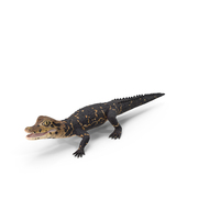Black Baby Caiman PNG & PSD Images