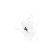 Round Web with Spider PNG & PSD Images