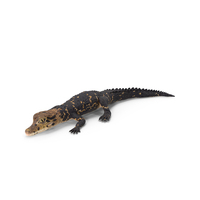 Black Caiman Baby Lying PNG & PSD Images