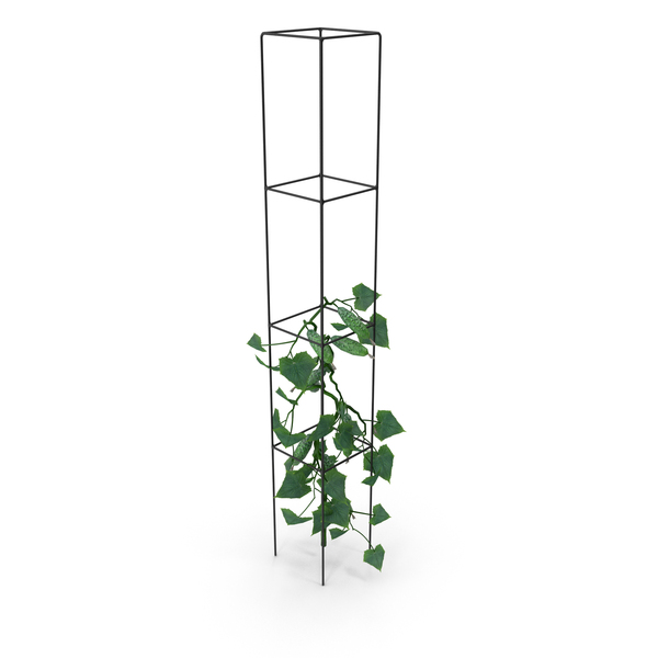 Cucumber Plant PNG & PSD Images