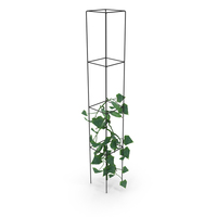 Cucumber Plant PNG & PSD Images