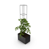 Pepper Plant PNG & PSD Images