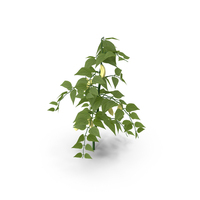 Pepper Plant PNG & PSD Images