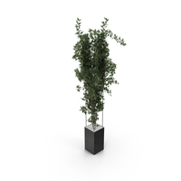 Bush PNG & PSD Images