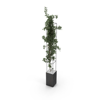 Plant PNG & PSD Images